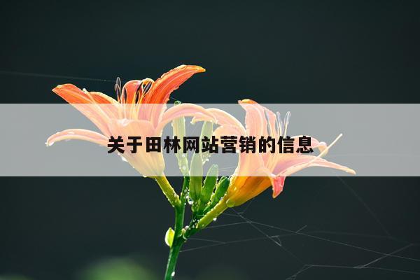 关于田林网站营销的信息