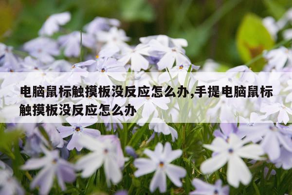 电脑鼠标触摸板没反应怎么办,手提电脑鼠标触摸板没反应怎么办