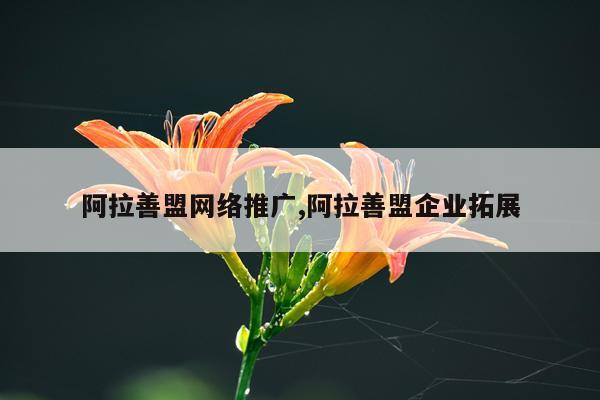 阿拉善盟网络推广,阿拉善盟企业拓展
